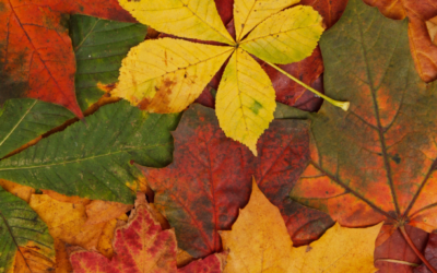 14 Easy Autumn Crafts For Toddlers