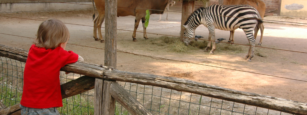 toddler party alternatives  - the photo shows a child looking at a zebra