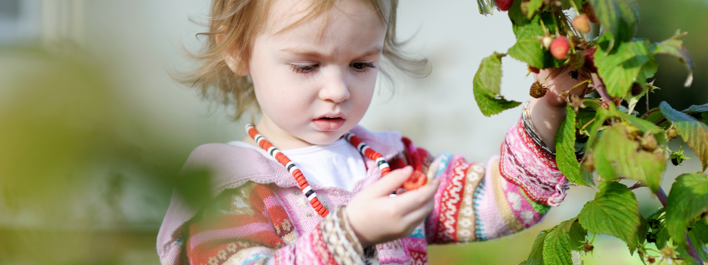 chores for under fives - the photo shows a child picking fruit